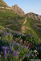 timpwildflowers 8028