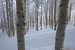 Snowy Aspens 123014 1693 2