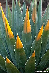 Yucca Detail 091312 38