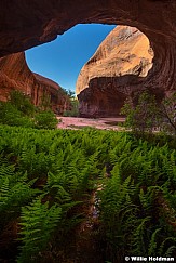 Escalante Cove Ferns 060524 3888