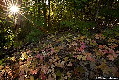 Sunburstmaple091911 181