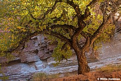 Glowing Cottonwood Tree103024 6141