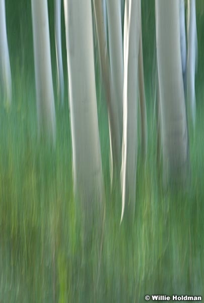 Impressions Aspens 072712 821