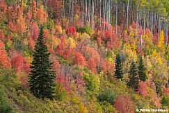 4 Pines Fairview Autumn 092325 7161