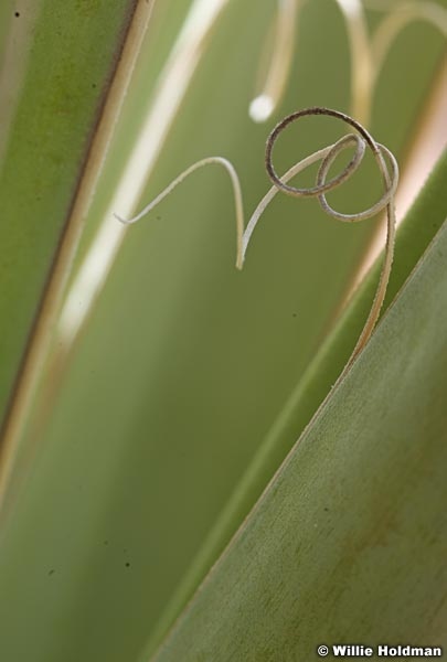 plant pods032109 13820