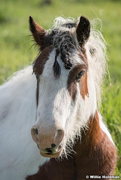 Horse Eye Portrait 050916 3443