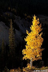 Aspen Tree fall 100412 2000