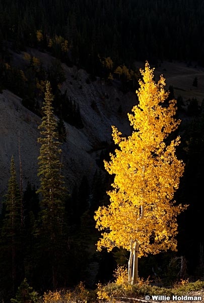 Aspen Tree fall 100412 2000