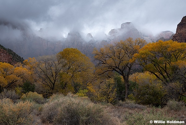 Yellow cottonwoods under towers of thevirgin, Zion National Park, Utah