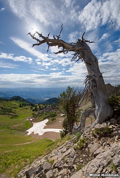 Wasatch Tree
