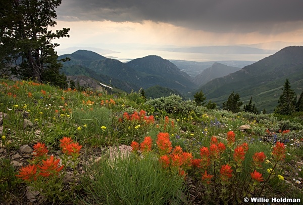 Painbrush Utah Valley 071117 21