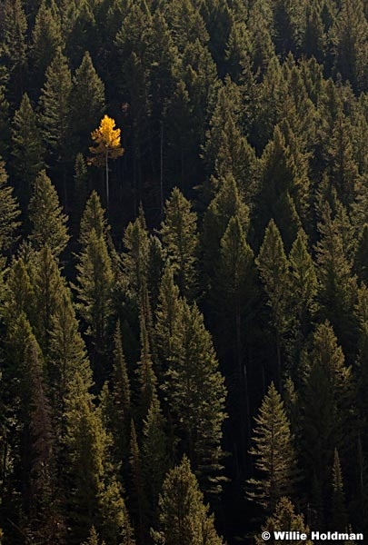 Lone Aspen Forest vert00812 2