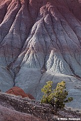 Clay Hills Juniuper 050226 6361