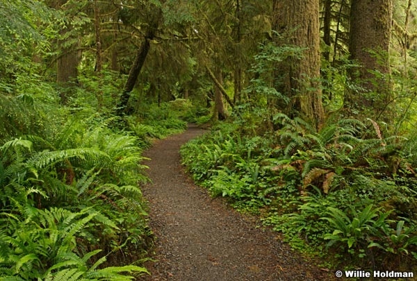 062507olympicrainforest586