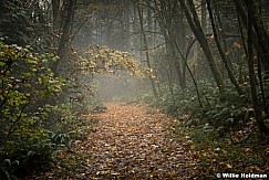 Misty Path Oregon 102616 7243