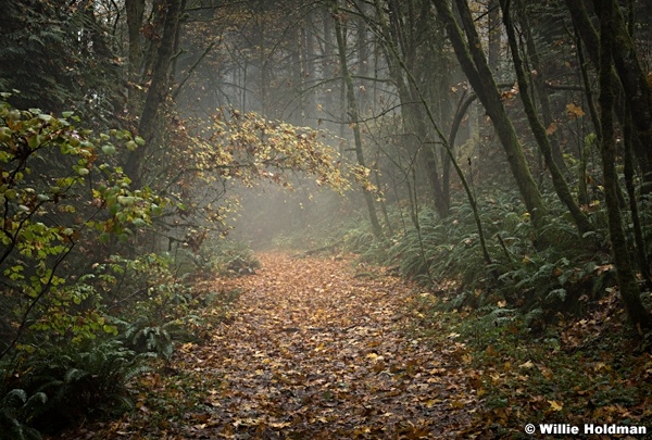 Misty Path Oregon 102616 7243