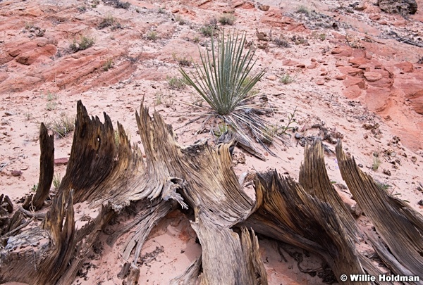 Kanab Yucca 052118 5423