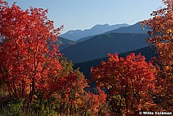 Maple timpanogos autumn 092311 168