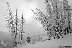 Powder Frosty Trees 111020 1290 4