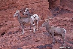 Big Horn Sheep 011313 0272