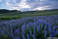 Lupine Sunrise 071118 9718 3