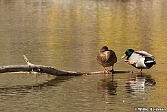 Duck Couple 102909 00400