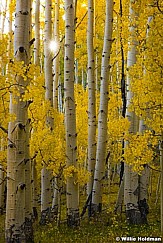 yellow aspen trunks 100817 0331