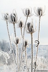 Frostdetail121508 10115