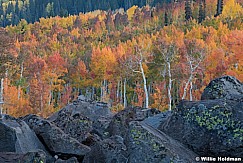 Colorful Aspen Trees 092721 4557