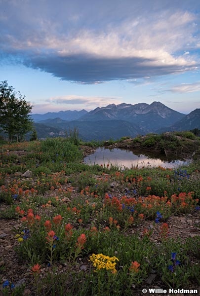 Timpanogos Pond Wildflowers 062818 7016 2