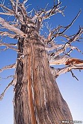 Old Bristle Cone Pine 031815 21211