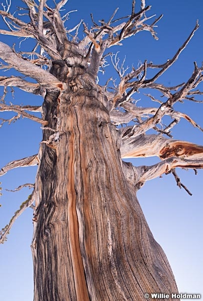 Old Bristle Cone Pine 031815 21211