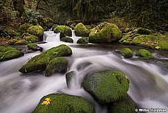 Moss Laden Creek 110514 7060 2