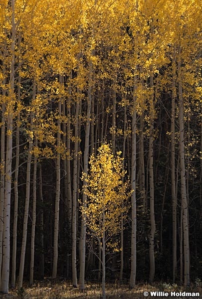 Yellow Aspen Tree 100520 4544 3