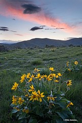 Daisies Sunset 3901