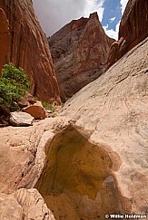 Capitol Reef Waterhole 052013 2463