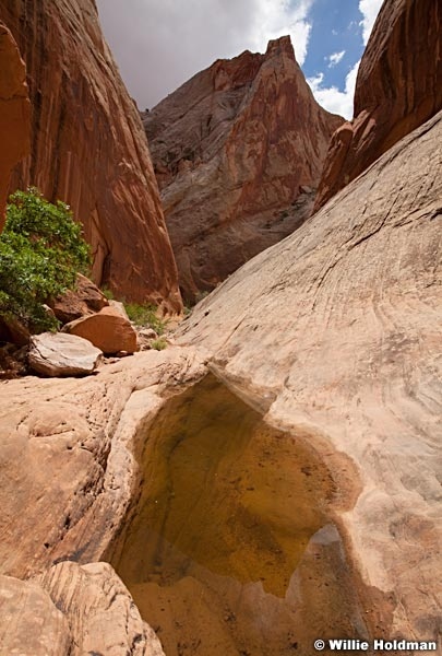 Capitol Reef Waterhole 052013 2463