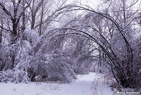 South Fork Snow Trees 011315 4399 3