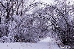 South Fork Snow Trees 011315 4399 3