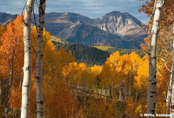 Orange Aspens framing Timp 100125 100125 0578 0737