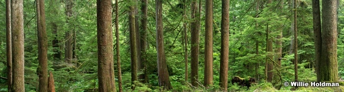 rainer forestpan