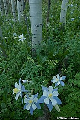 columbineaspensmergefocus062710 1774