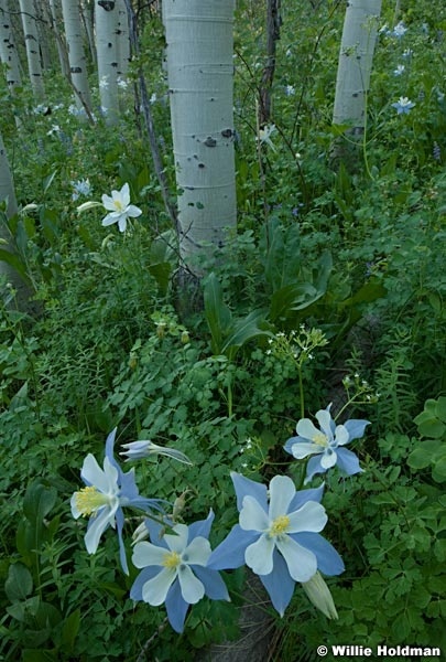 columbineaspensmergefocus062710 1774