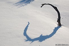 shadowtree020810 0230