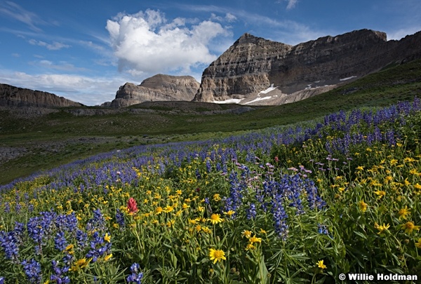 Wasatch-Wildflowers-Timpanogos-071915-3