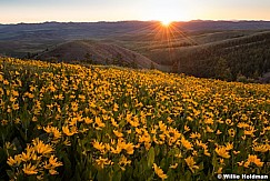 Mule Ear Daisies 061318 1140 2