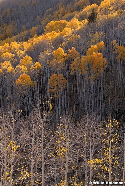 Layers Of Aspens 100919 7278 5