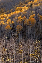 Layers Of Aspens 100919 7278 5