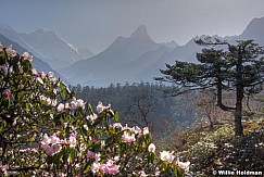 Rhododrendronamadablam051409
