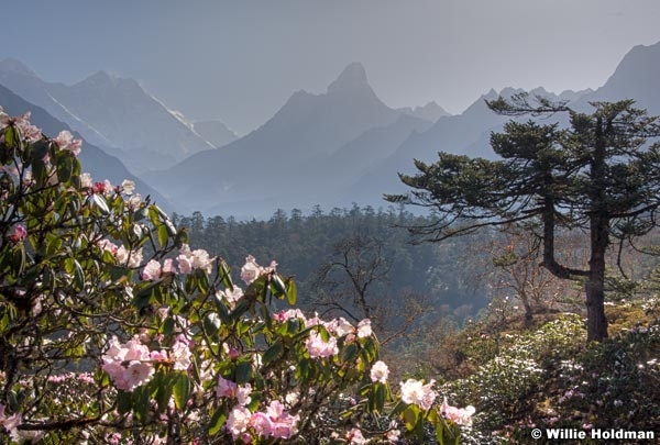 Rhododrendronamadablam051409